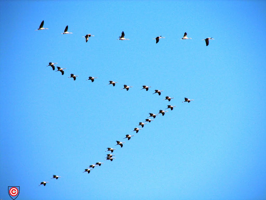 Eurasian_Cranes_migrating_to_Meyghan_Salt_Lake