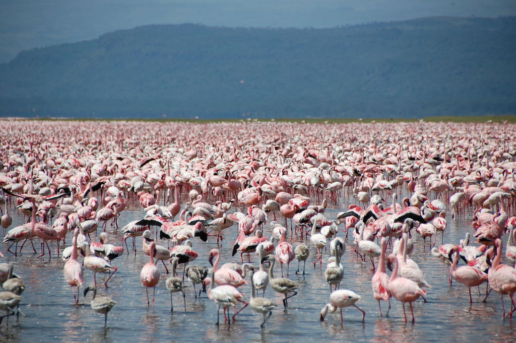 "Large number of flamingos at Lake Nakuru" by Syllabub - Own work. Licensed under Creative Commons Attribution-Share Alike 3.0-2.5-2.0-1.0 via Wikimedia Commons 